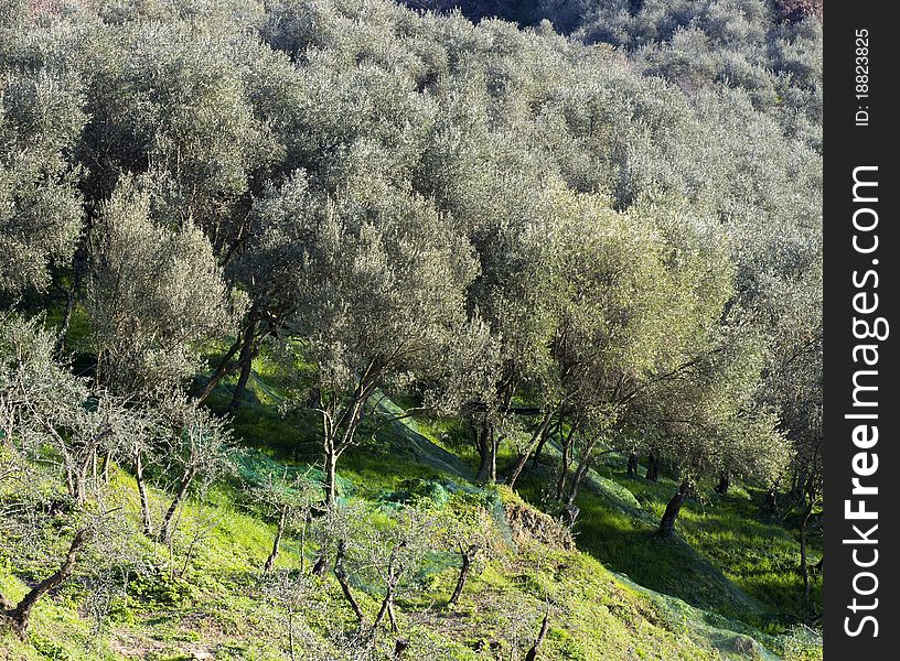Olive grove in tuscan country