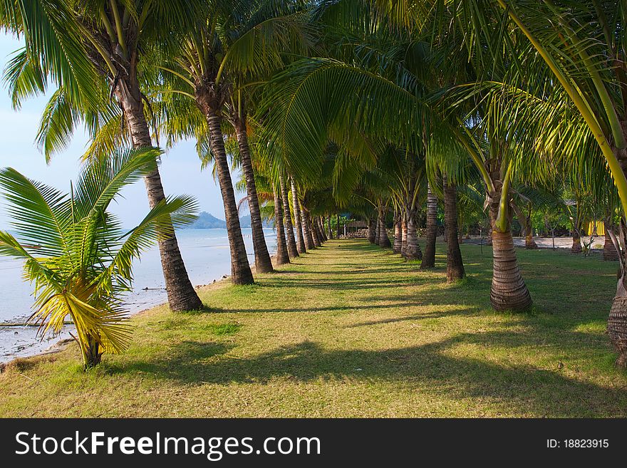 Long palm grove