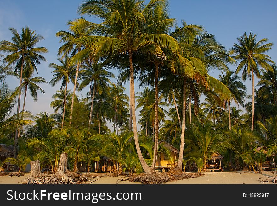 Three tall palm trees grow on the ocean in the background of palm forest and small houses. Three tall palm trees grow on the ocean in the background of palm forest and small houses