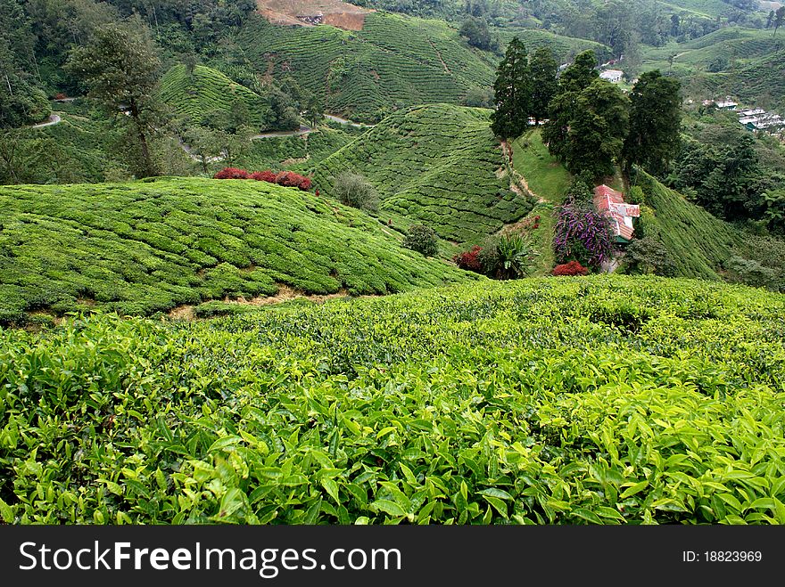 Tea plantation, Cameron Highlands, Malaysia