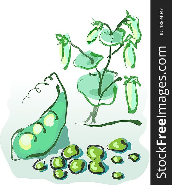 Green peas against a bush with peas