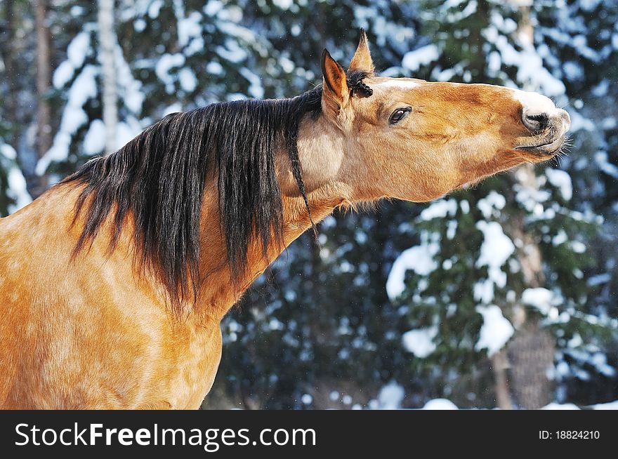 Gold horse stallion portrait in winter