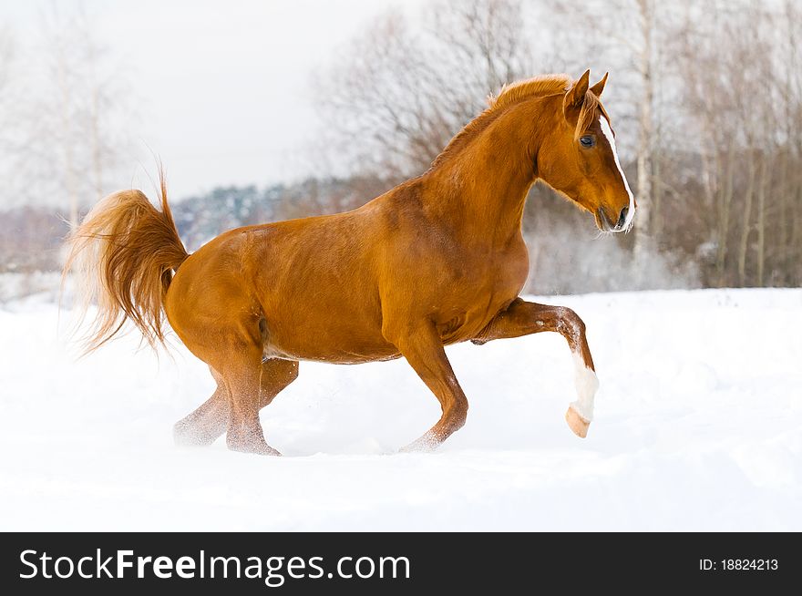 Red arabian stallion runs gallop in the winter. Red arabian stallion runs gallop in the winter