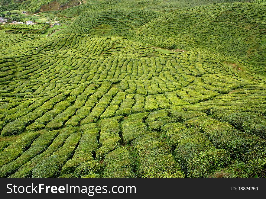 Tea plantation, Cameron Highlands, Malaysia
