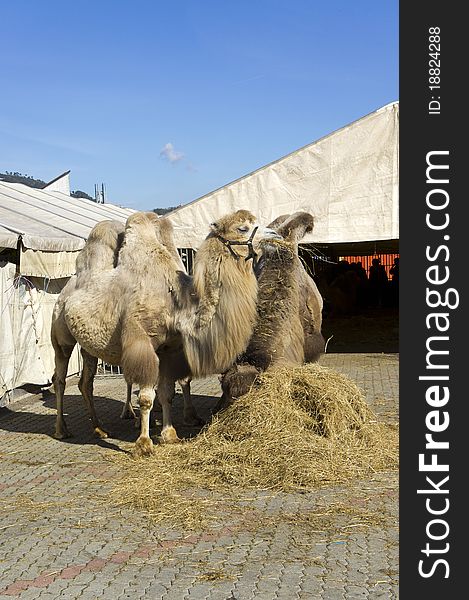 Some nice camels at the zoo of a circus