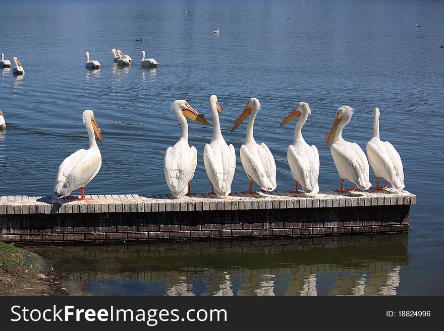 A line of white pelicans standing on a wall in Florida