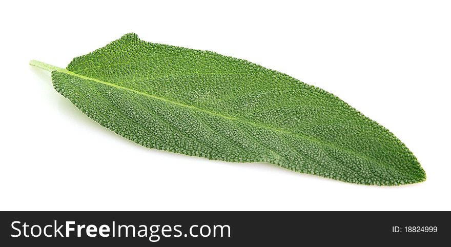 Sage leaves on a white background
