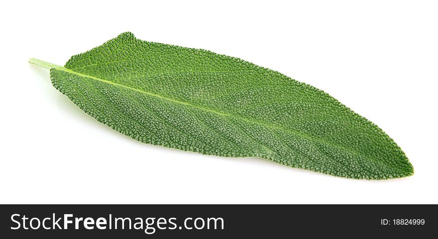 Sage leaves