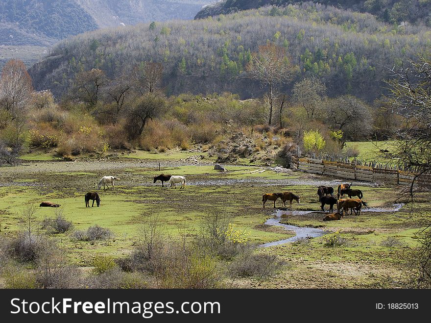 A Tibet village on the meadow