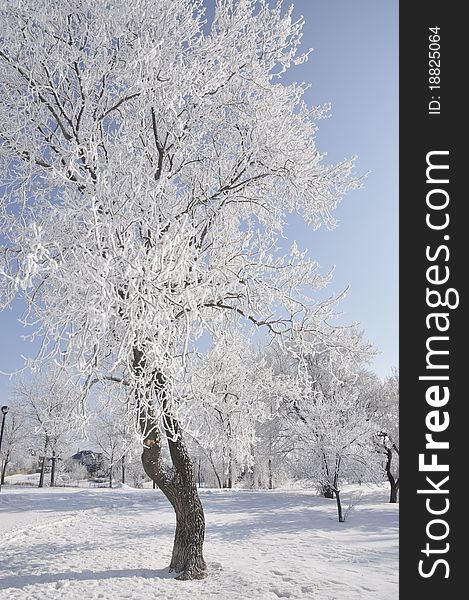 Tree covered in hoarfrost winter scene with white snow. Tree covered in hoarfrost winter scene with white snow