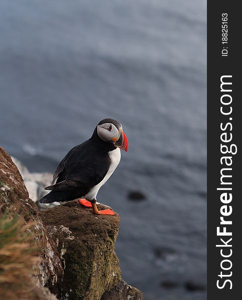 Atlantic puffin in West Iceland