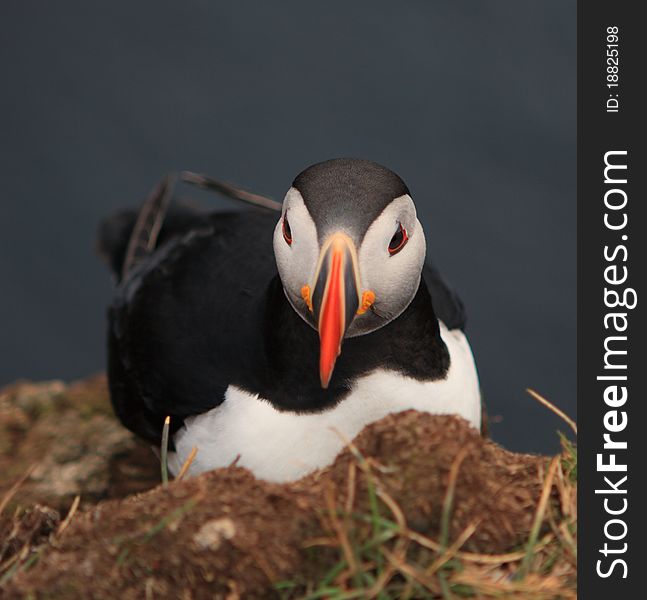 Atlantic puffin in West Iceland