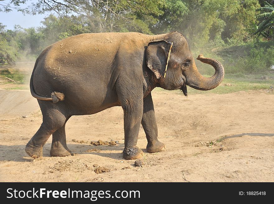 Asian elephants are walking in the forest.