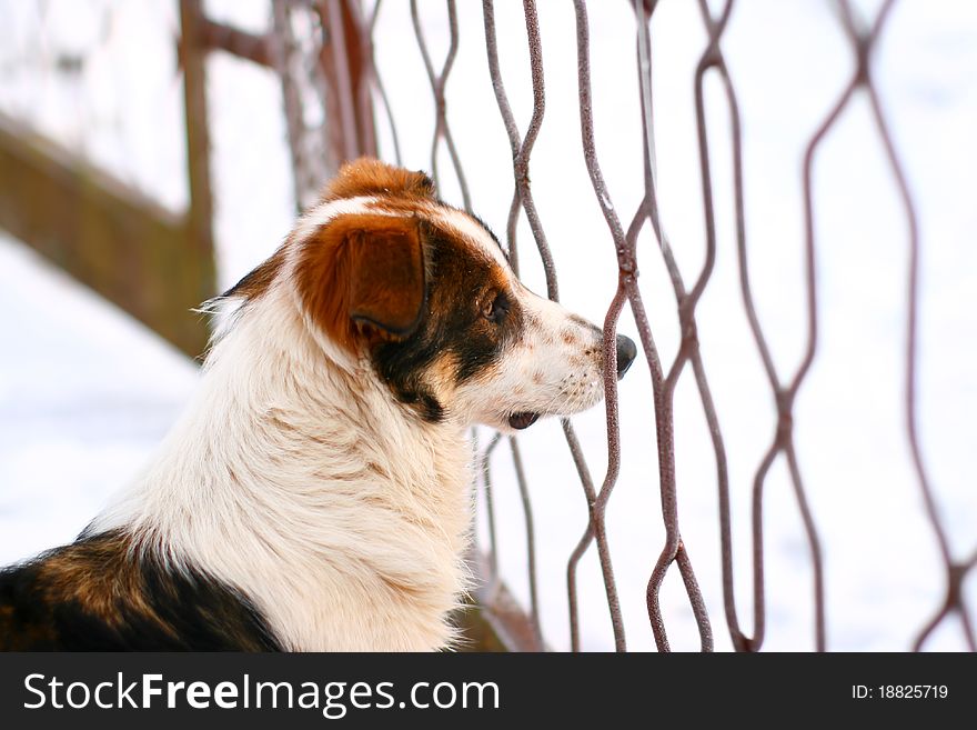 Adorable dog is looking through the fence in a very cold winter day.This is a mixed-breed dog but he looks like a eskimo dog. Good blur background with deep field of view. Adorable dog is looking through the fence in a very cold winter day.This is a mixed-breed dog but he looks like a eskimo dog. Good blur background with deep field of view.