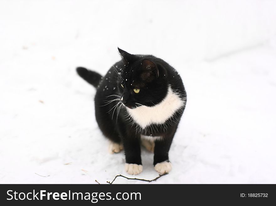 Beautiful black cat in snow with light green eyes is sitting on the street in cold winter day with sprig almost isolated on white background. Sweet deep field of view.