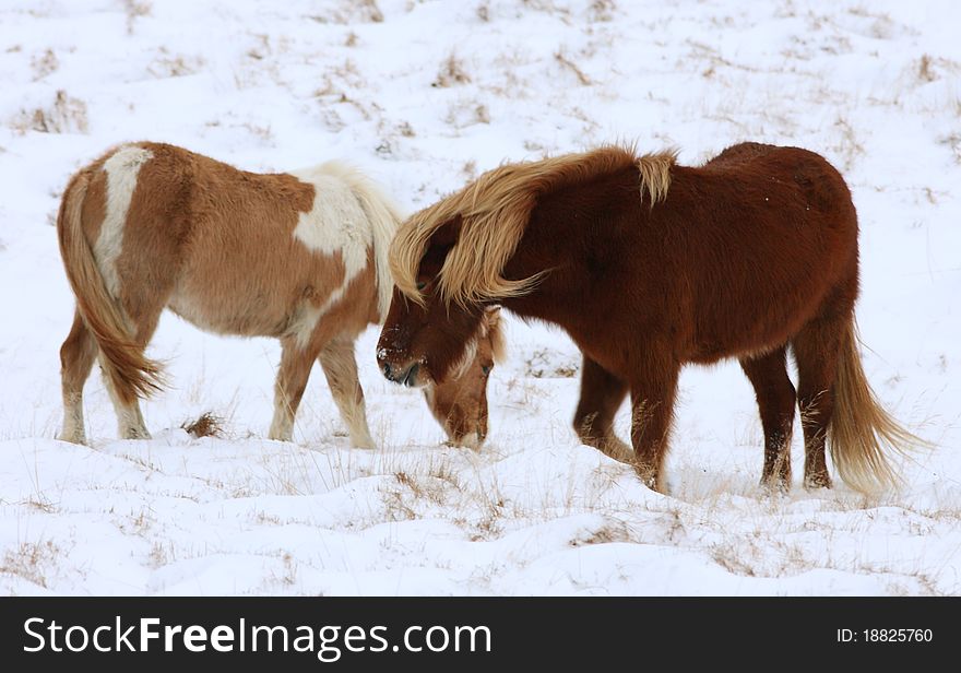 Horses in Iceland outside in winter times. Horses in Iceland outside in winter times