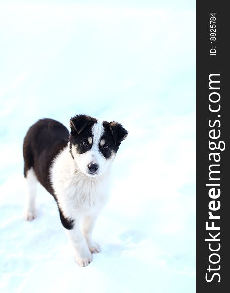 Beautiful portrait of a adorable 3 month puppy in winter. Almost isolated on white background with deep field of view. Beautiful portrait of a adorable 3 month puppy in winter. Almost isolated on white background with deep field of view.