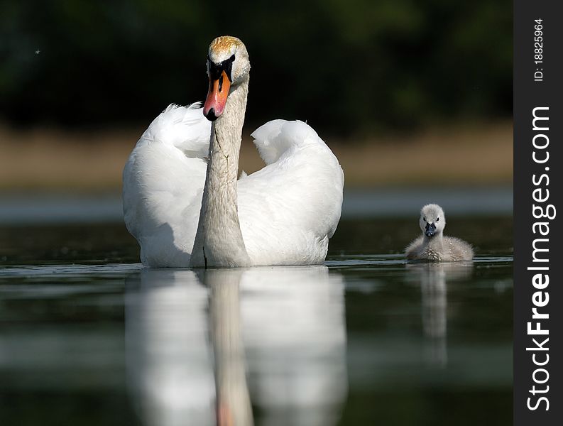 White swans on a lake