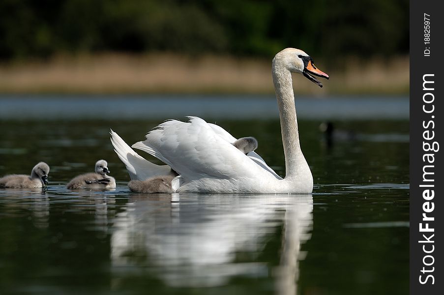 White swans on a lake