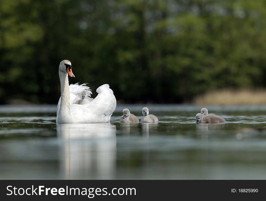 White swans on a lake