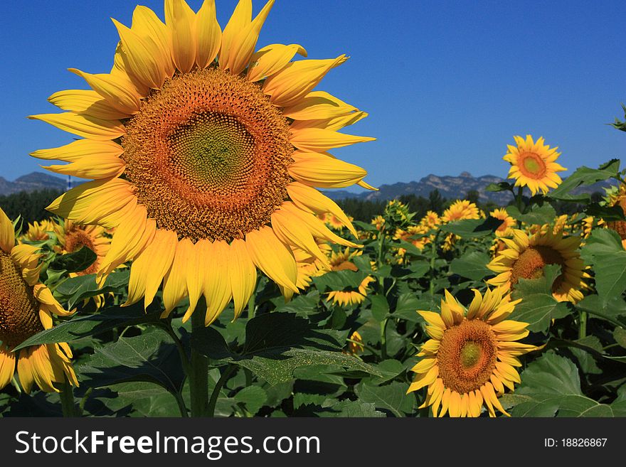 Golden sunflowers blooming at sunny. Golden sunflowers blooming at sunny.