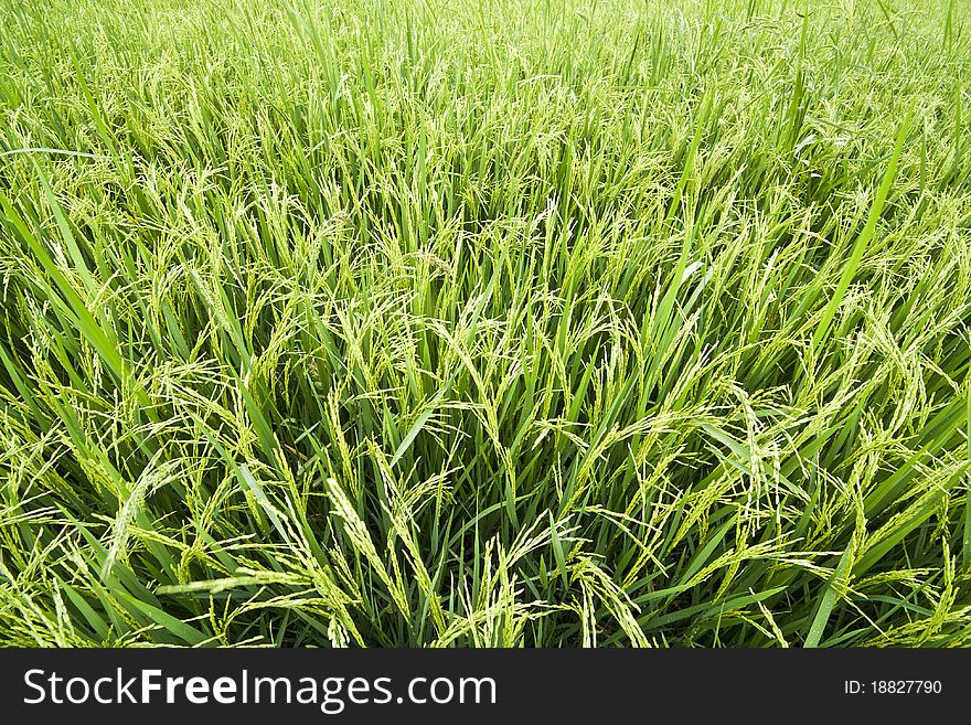 Paddy rice in field, Bangkok Thailand. Paddy rice in field, Bangkok Thailand