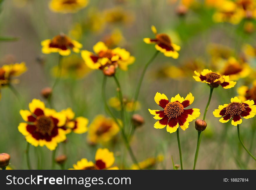 Beautiful small yellow flower in garden