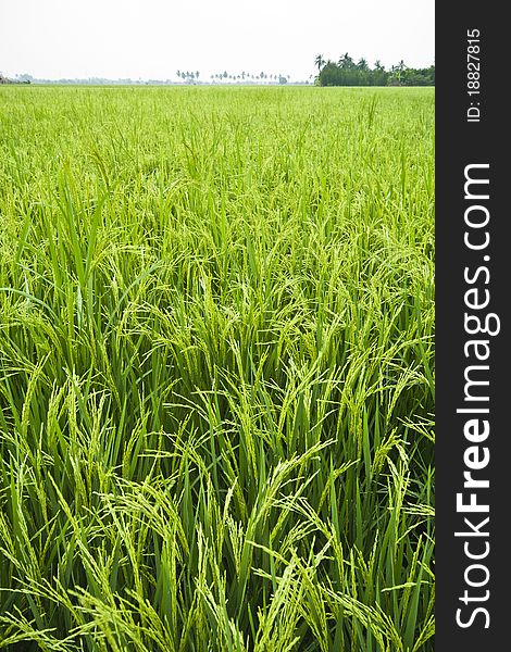 Paddy rice in field, Bangkok Thailand. Paddy rice in field, Bangkok Thailand