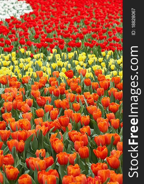 Tulip garden in spring time under a sunny day. Tulip garden in spring time under a sunny day