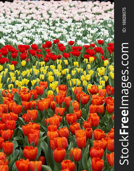 Tulips in five colors