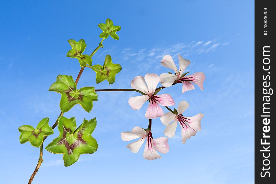 Close up of ivy and flowers