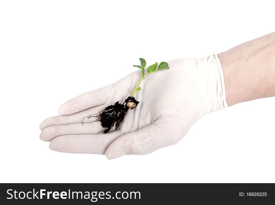 Plant in gloved hand on the white. Plant in gloved hand on the white.