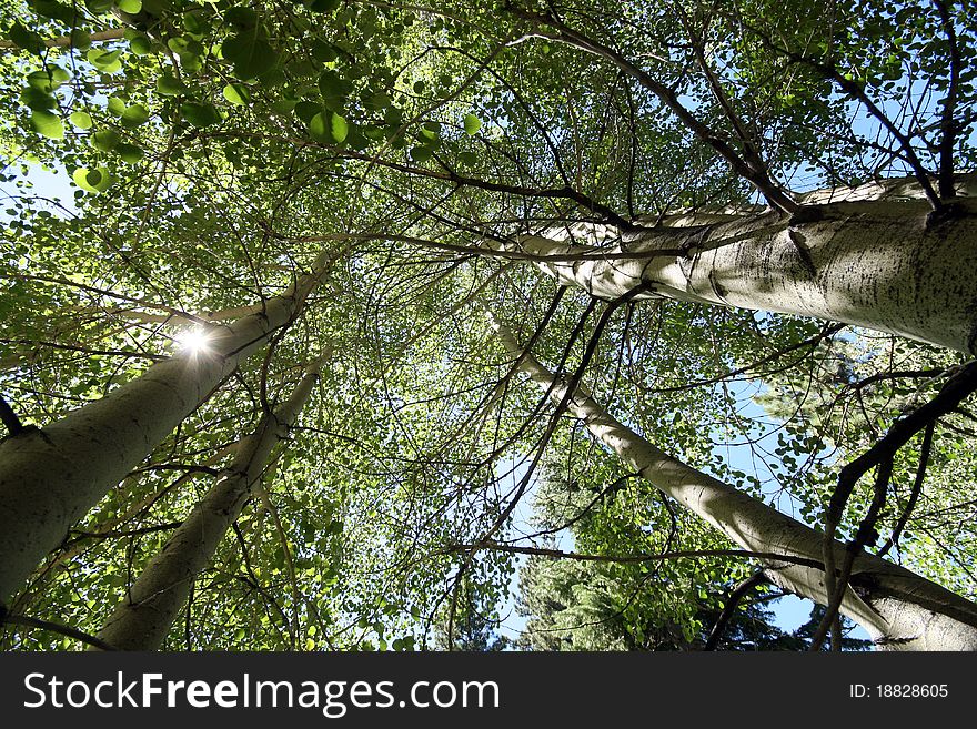 Looking up at aspen trees with the sun peeking from behind. Looking up at aspen trees with the sun peeking from behind.