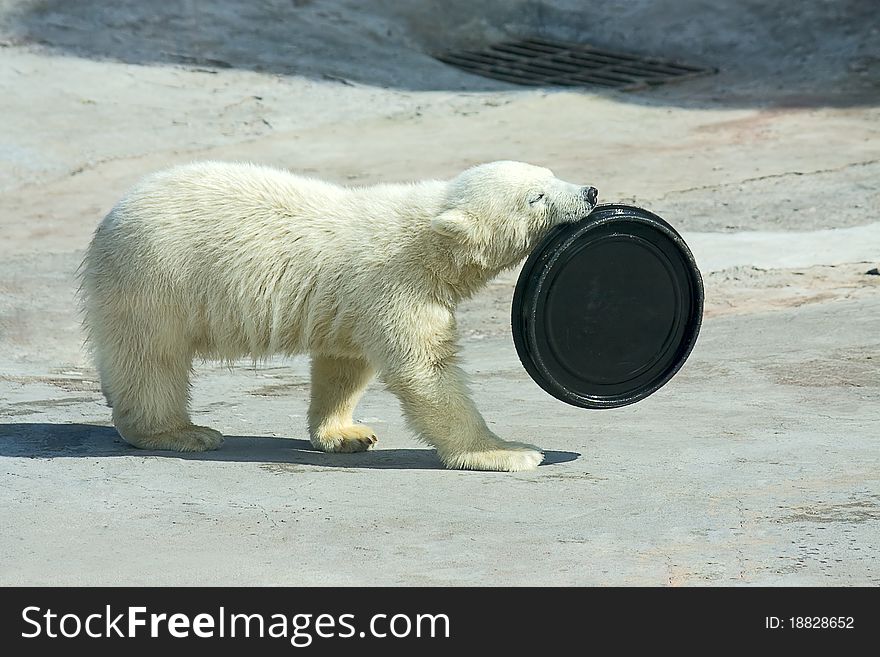 Little polar white bear with  toy at  zoo, Russia. Little polar white bear with  toy at  zoo, Russia.