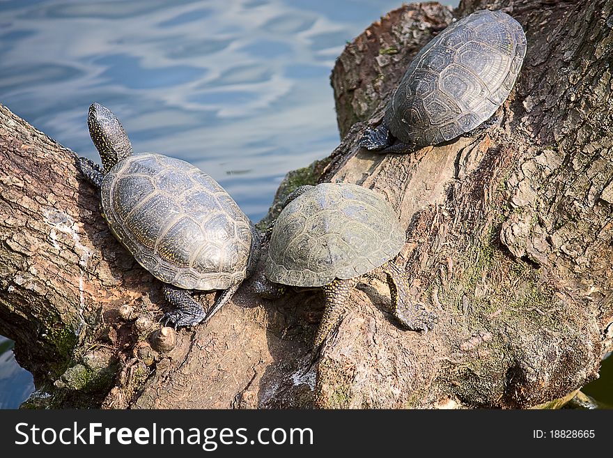 Three sea turtles bask in sun at pond at zoo, Russia.