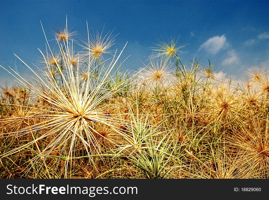 Grass that grow well at beach in tropical country