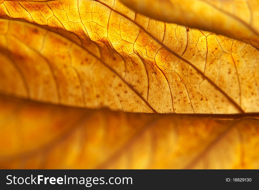 Hydrangea macrophylla leaf turned golden in fall, Pennsylvania (selective focus). Hydrangea macrophylla leaf turned golden in fall, Pennsylvania (selective focus)