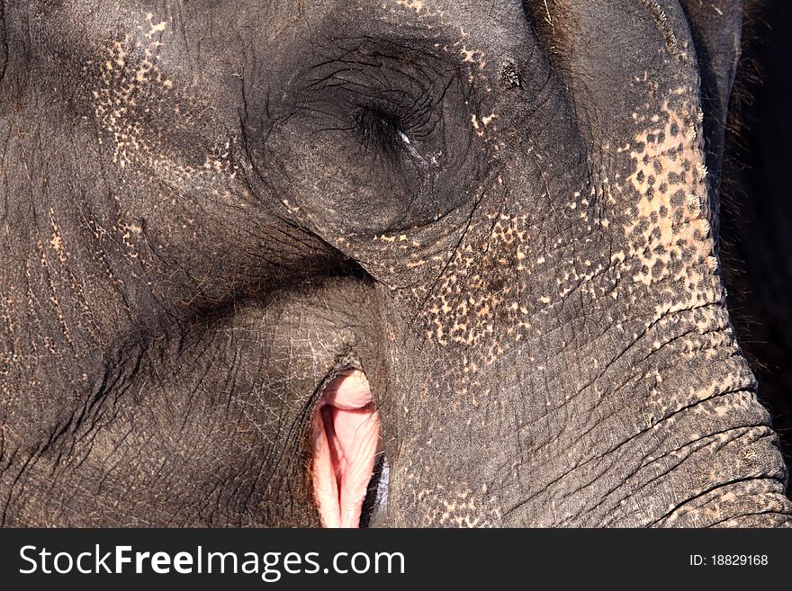 Indian or Asian Elephant (Elephas Maximus)