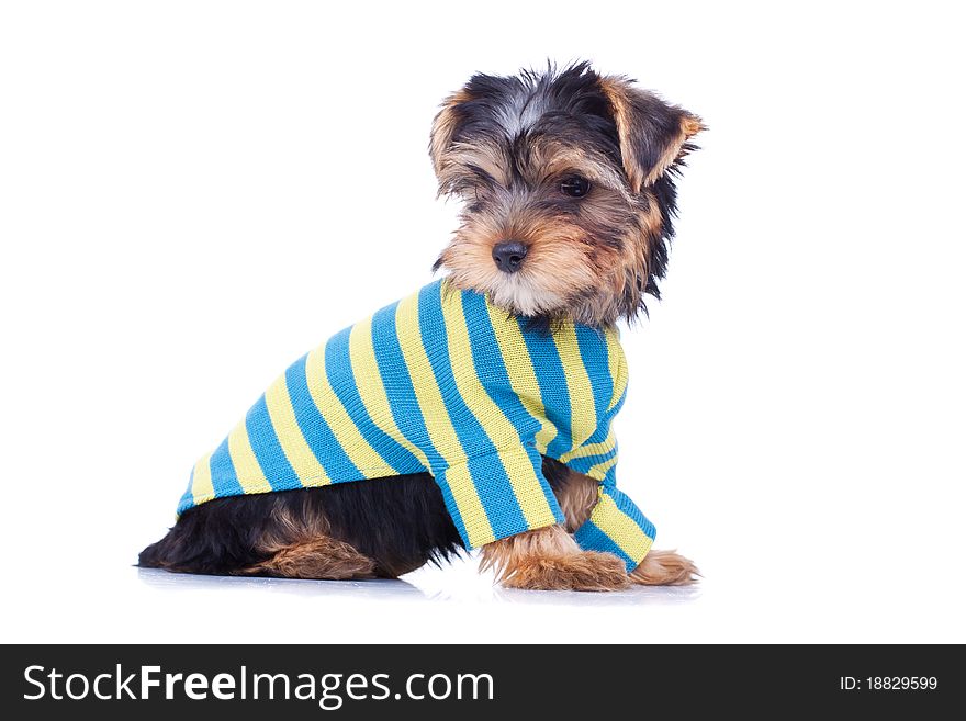 Adorable yorkshire puppy, looking at something, dressed, isolated on white