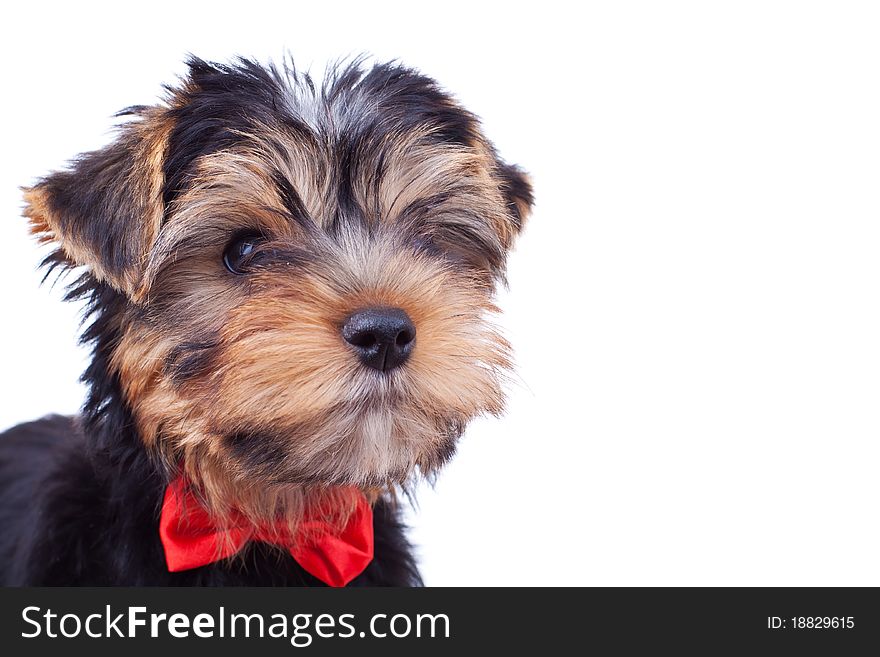 Adorable yorkshire puppy with red bow