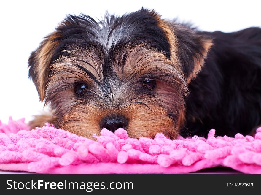 Portrait of yorkshire puppy, resting on pink blanket