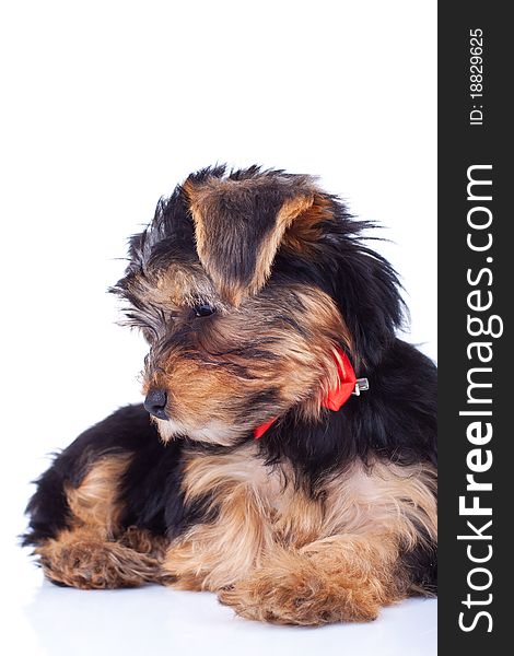 Curious Yorkie Puppy, Sitting