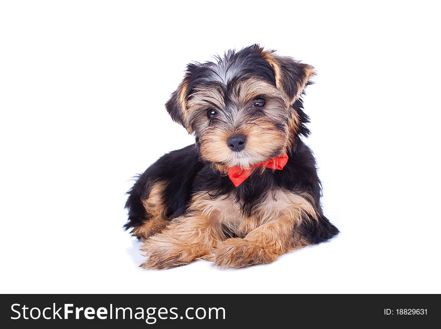 Cute yorkshire puppy with red bow, sitting, isolated. Cute yorkshire puppy with red bow, sitting, isolated