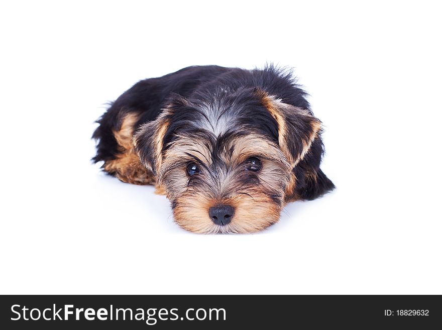 Adorable yorkshire puppy, relaxing, isolated on white. Adorable yorkshire puppy, relaxing, isolated on white