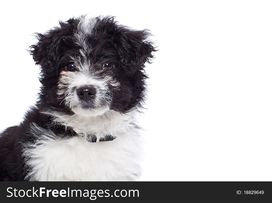 Portrait of cute havanese bichon puppy, isolated on white