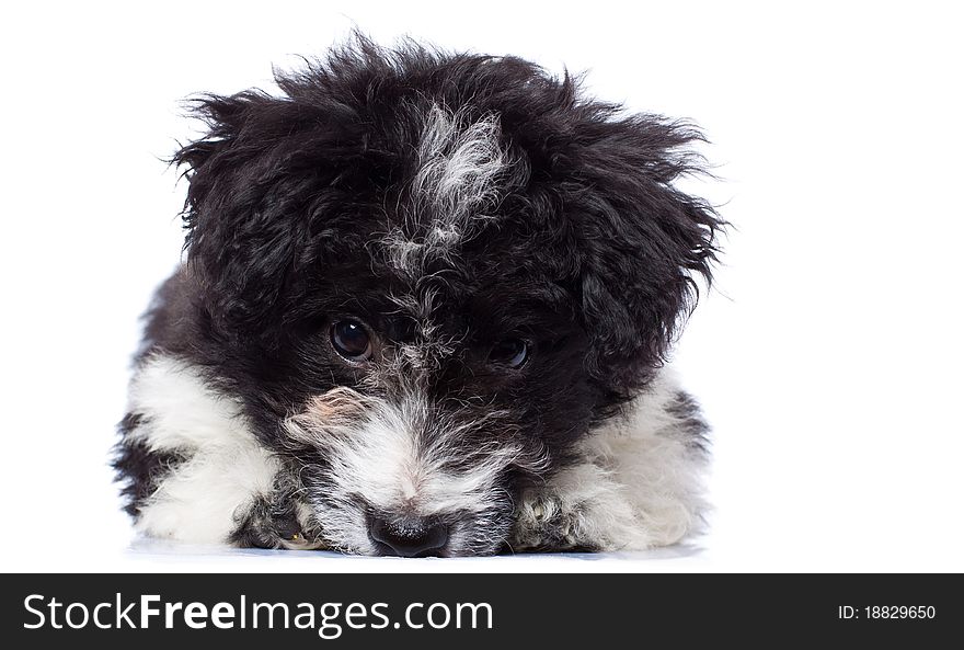 Cute lying Bichon Havanese puppy. Isolated on a white background