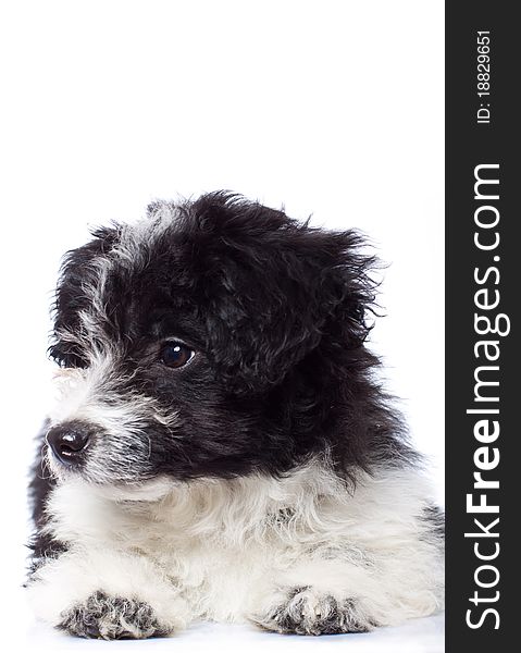 Curious havanese bichon looking at something, isolated