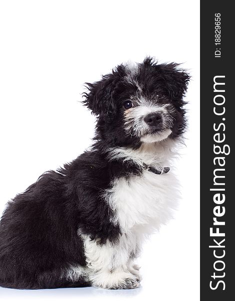 Cute black and white havanese bichon sitting, isolated
