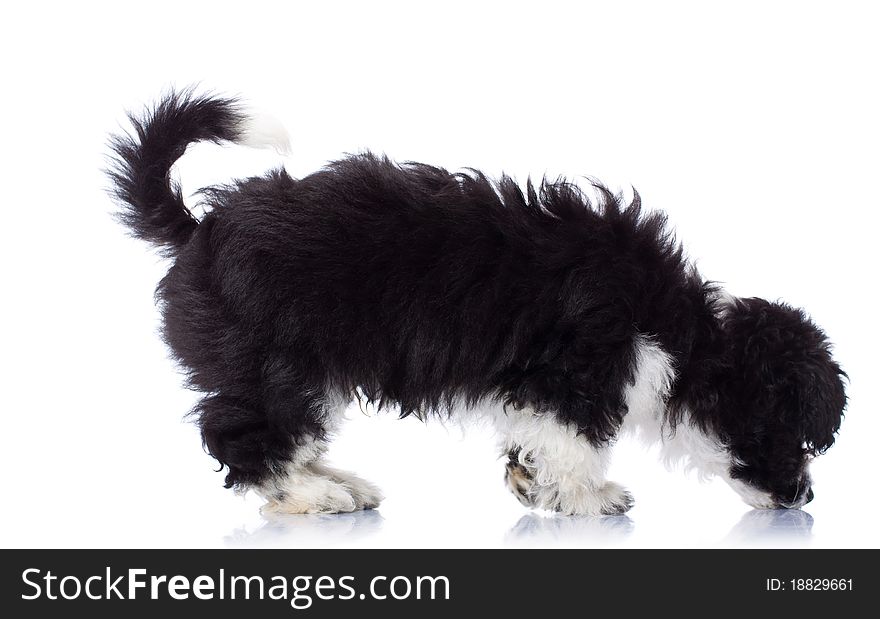 Havanese Bichon Seated And Sniffing