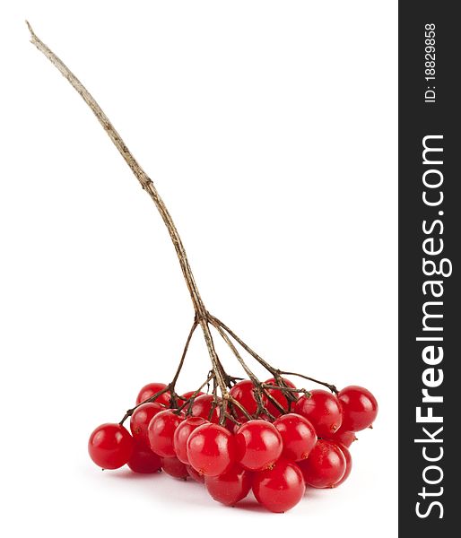 Red berries of viburnum on white